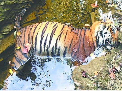 Corbett tiger deaths in the Bijrani